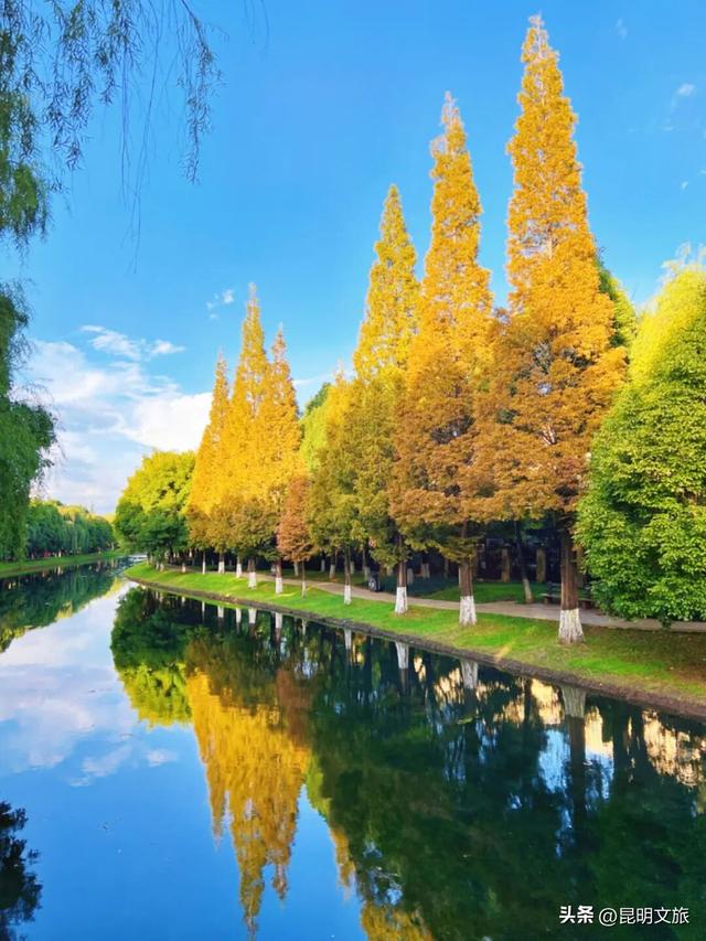 美！美美美！昆明超全水杉打卡地来袭！保姆级攻略快收藏，周末一定要冲~