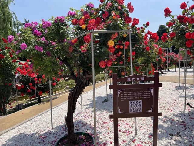 一园月季韵，满城春日情｜中国月季园月季文化系列活动重磅登场
