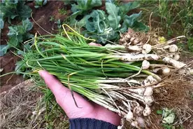 农村常见的“野生小蒜”，越来越少却无人种植，到底能不能吃？图片