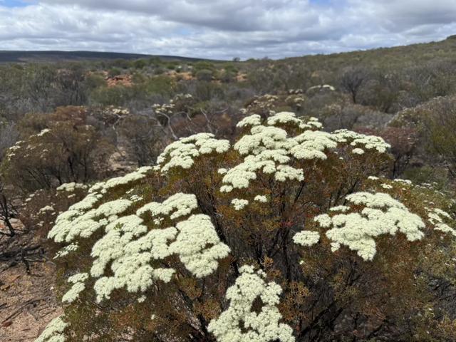 澳大利亚22日世界文化遗产与自然之旅游记+攻略