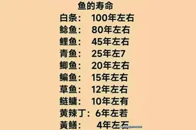 鱼的寿命能活多久？图片