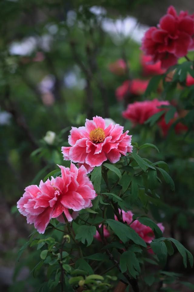 一天近4万人涌入！常州这座免费公园火了