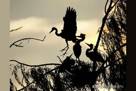 乌鸦定律知道吗？什么是乌鸦定律？三个现实原因告诉你图片