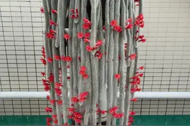 广州一婆婆养了7年的九尾狐太仙气，网友：这是仙界的神物吧？图片