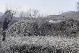 事发济南，一头牛突然受惊失控，当场击毙图片