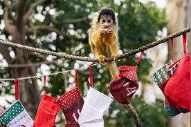 英国将禁止私人饲养猴子 新法律2026年生效图片