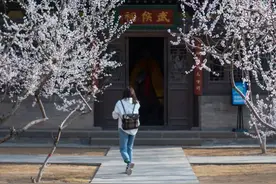 一年开两批？大同守口堡的杏花竟如此任性图片