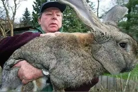 澳大利亚野兔成灾，体重百斤却无人食用，当地人给出答案：不敢吃图片