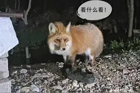 长得像狗，它钻进十堰农户家中咬死只羊，身份竟是......图片