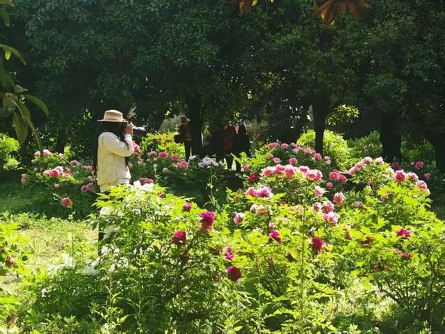 美到窒息！汉台这里藏着国色天香