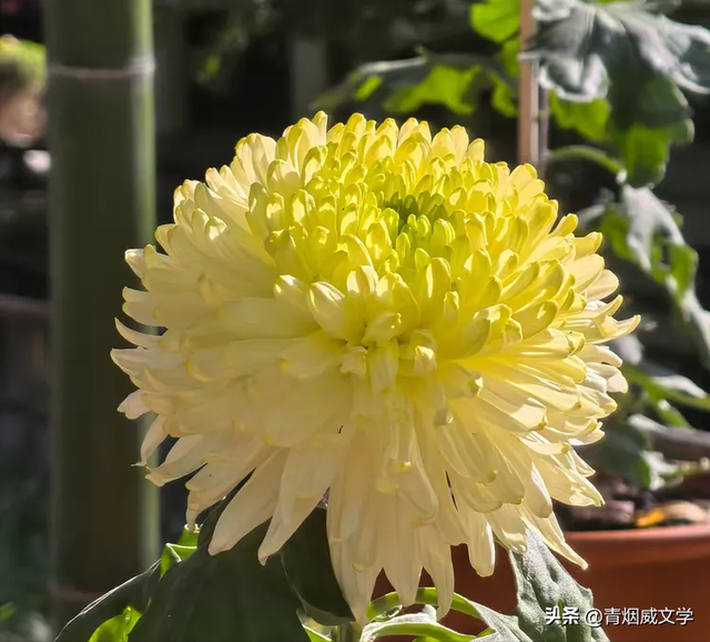 趵突菊韵 锦绣泉城