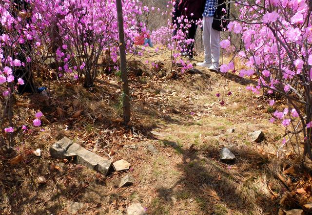 闻名省内外的“本溪地区最大的野生映山红花海”即将迎来观赏季