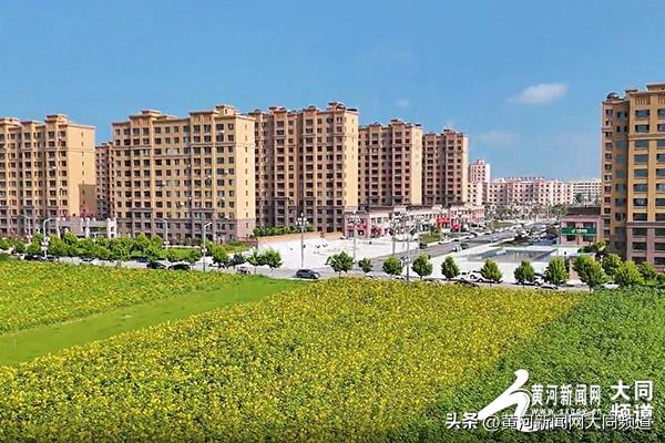 云州向日葵花海绽放 农旅融合绘就“金色经济”