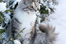 宠物圈“大换血”，10种猫的最新价格，小心别被坑！图片