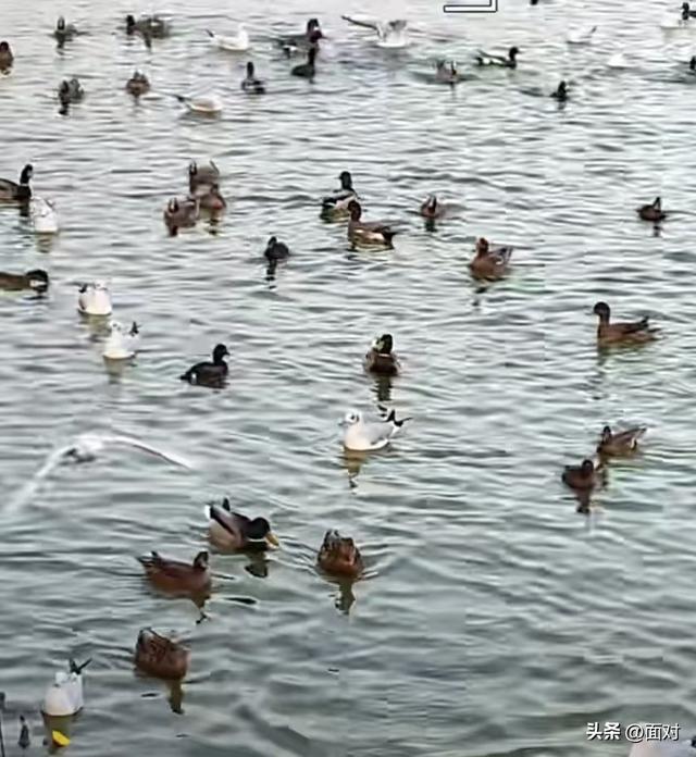 🌞广汉金雁湖公园：冬日里的“阳光能量站”