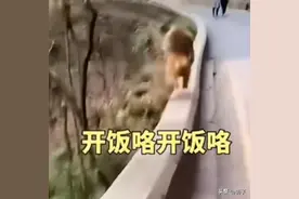 贵州网红猴子无视路人投喂，狂奔下山，得知原因后要笑死了图片