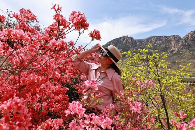 满山遍野的映山红