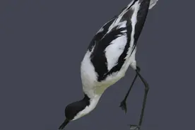 吉林省自然博物馆举办“我是小小讲解员”暑期研学活动图片