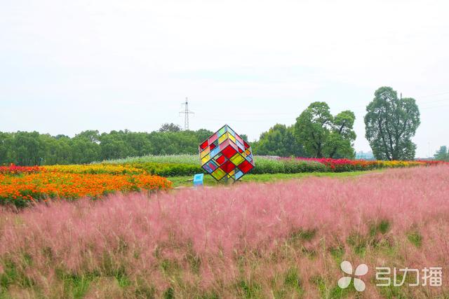 秋天来苏州赏花，这四个“宝藏地”别错过→