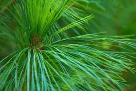 经常用松针泡水喝，好处多多，但有几个禁忌要了解，否则或易伤身图片