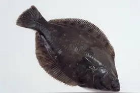 鲽鱼外形奇特，它们是如何生存的，对自然界有什么影响？图片