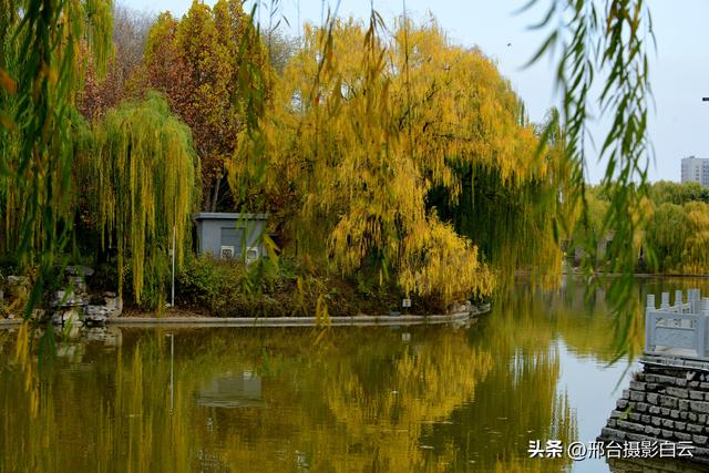 达活泉：公园披金衣，满目黄金柳（图）