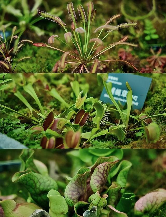 中国再出黑马！科学家成功破解植物再生密码，1大关键因素出炉