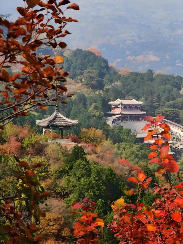 2025北京赏秋秘籍｜避开人潮，独享紫禁城外的金色浪漫