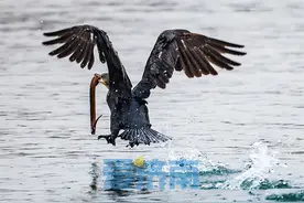 美景之畔拍鸟人：生态宜居，鸟儿爱上了这里的山泉湖河城图片