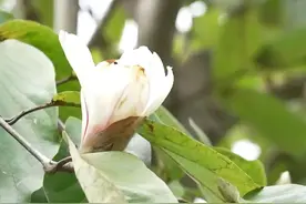 秋季还能赏玉兰？只要留心处处都能“添春意”图片