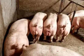 没吃过西方的恶臭骚猪肉，就要谴责“用爱发电”的伪善？图片