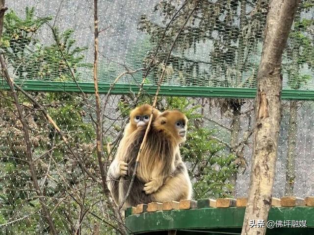 清明不想挤人海？来佛坪邂逅金丝猴、漫步金色花海→