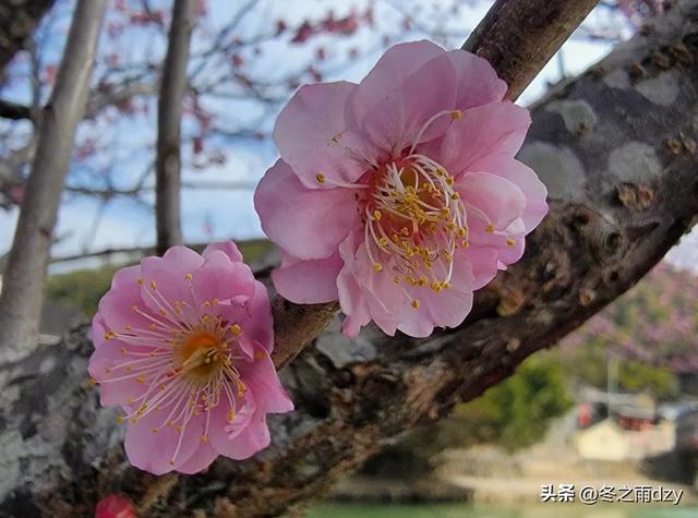 土楼拾光③:梅林古镇(2025.2.11 漳州·南靖)