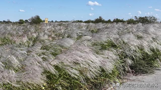 【黄河口生态旅游区】当马拉松遇上黄河口秋日：看候鸟、赏湿地，送福利啦！