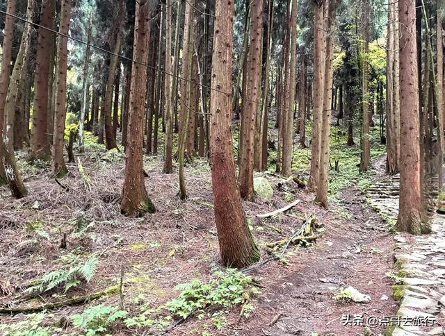 四川又一高山杜鹃惊艳了，刚好进盛花期，云海中的花园，非常唯美