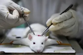 实验动物身价暴涨，老鼠猴子成为药企“摇钱树”图片