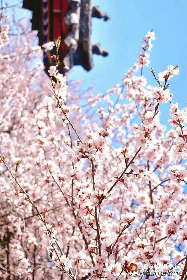 春到河州万物苏 生态花都入画来