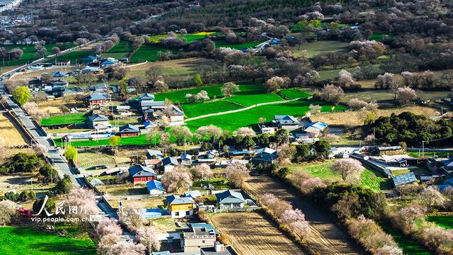 西藏波密：雪域桃花漫山谷