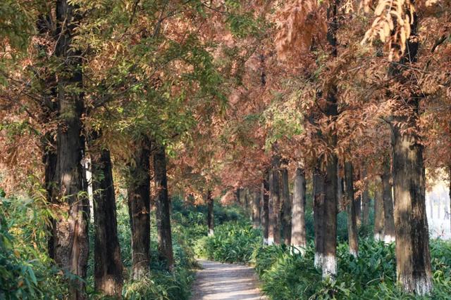 郫都水杉红了！抱着手机猛拍，被这限定美景狠狠惊艳