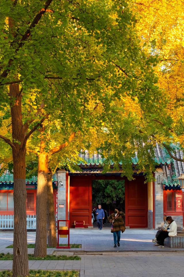北京最爱的秋日清幽之地，曾经最高学府国子监，金黄的银杏美爆了