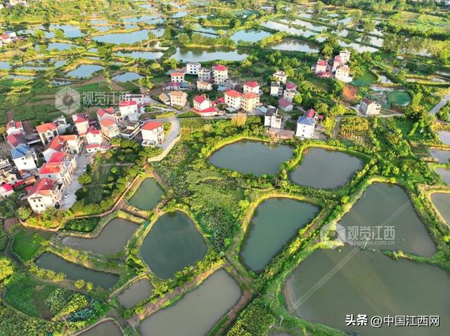 泰和：生态田园风景如画