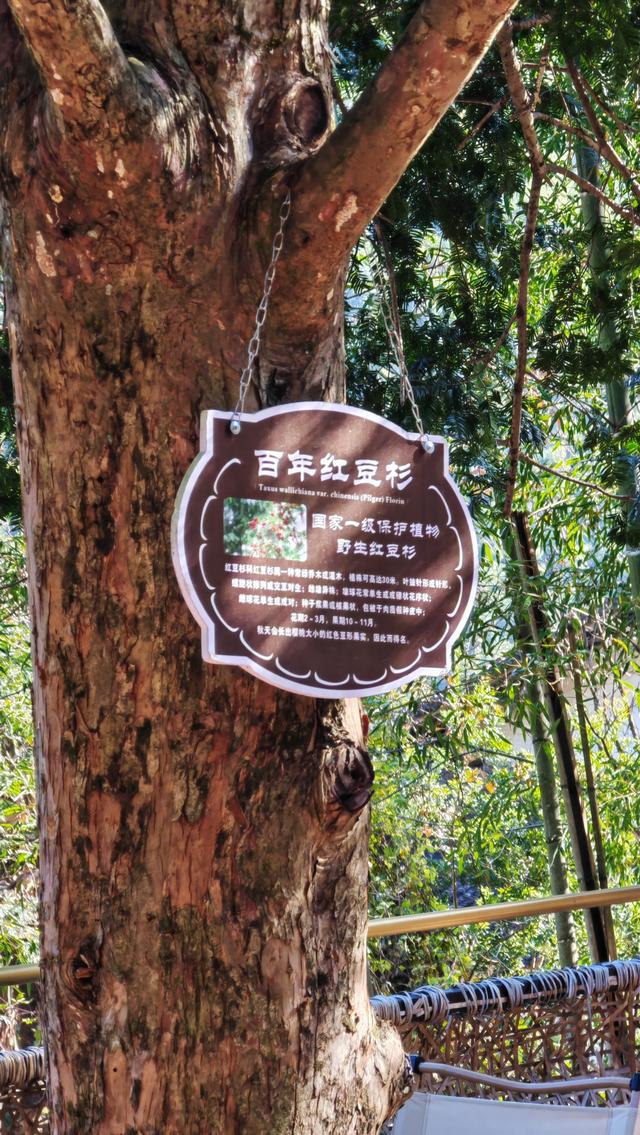 郁郁银杏无非般若，青青溪石尽是法身：宜春南惹古村印象（聂朋