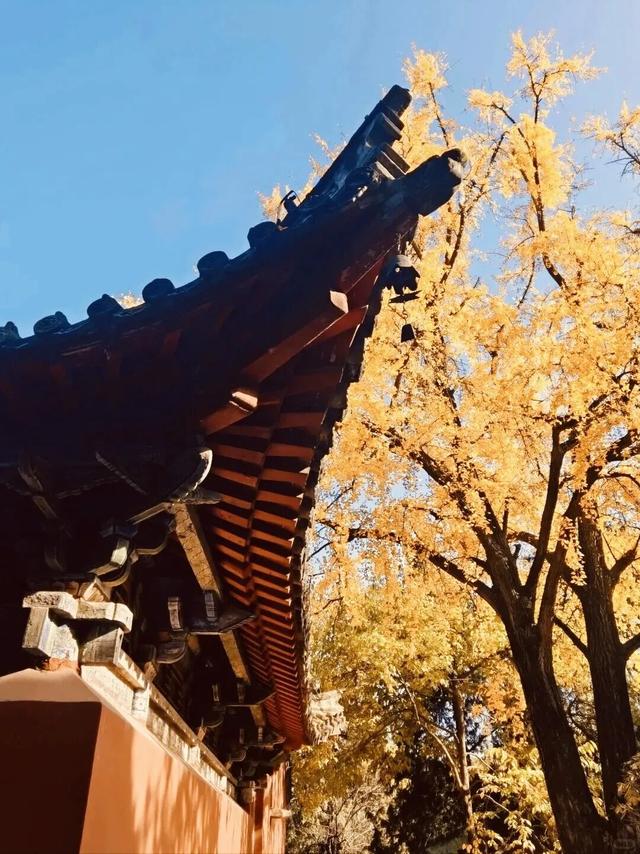 【花开卧龙，心动五一】暖心收官｜短暂的离别，是为了银杏树下更好的重逢