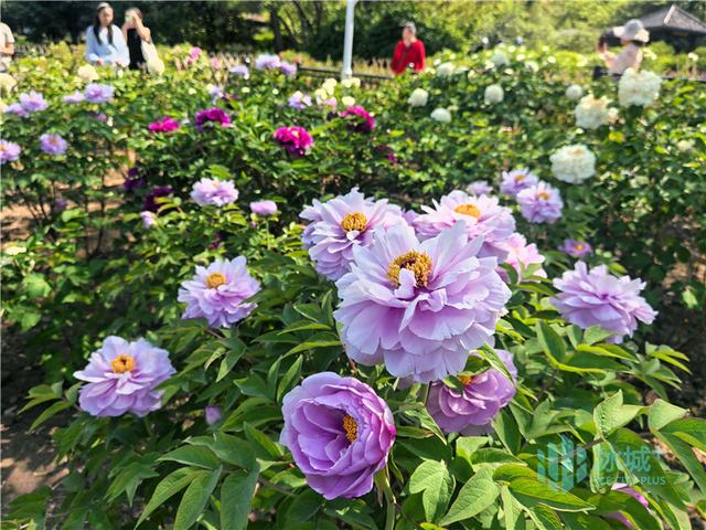 黑龙江省森林植物园3000余株牡丹迎来盛花期