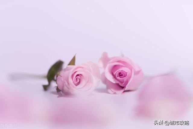 玫瑰花寓意非凡，男人会对谁发2朵玫瑰花？
