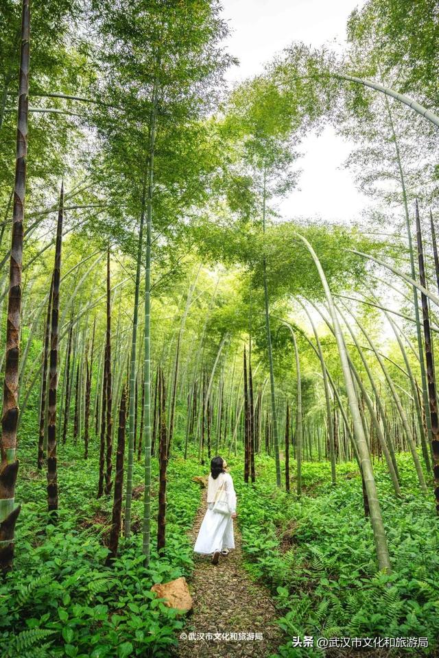 直冲30℃，咸宁请客，出来玩！