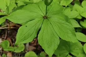 毒蛇出没别慌张！记住这6种“救命草”，关键时刻能保命！图片