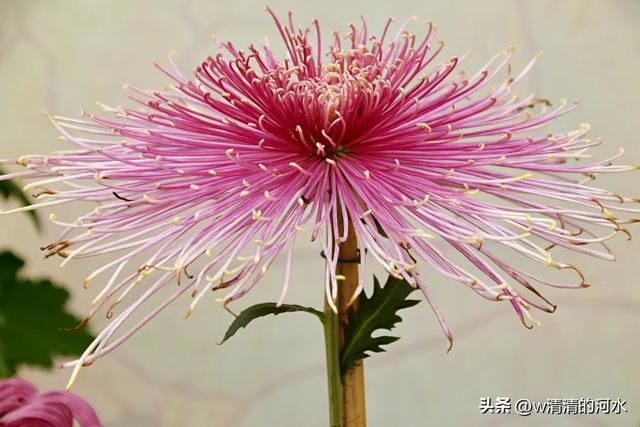 菊花是秋天里绝美的画卷