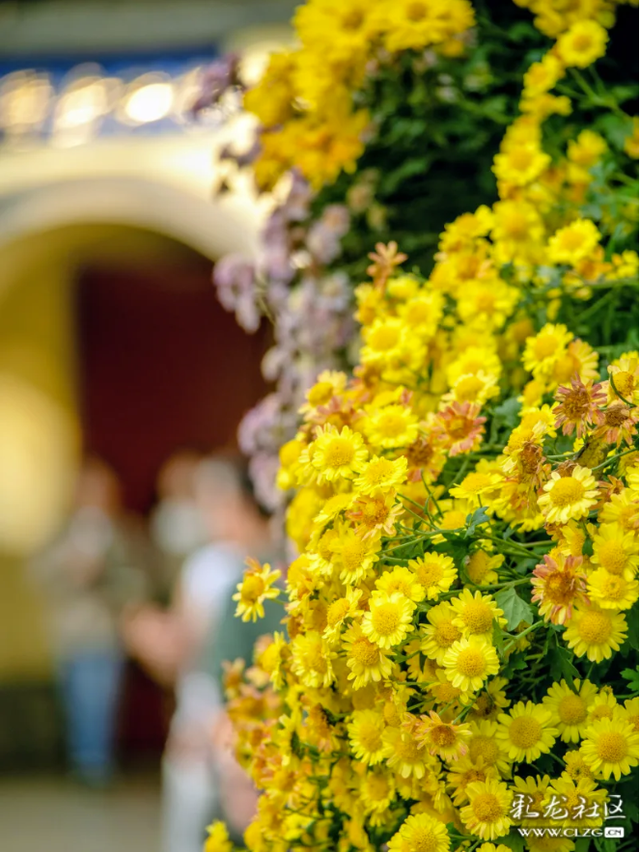 昆明大观公园｜金秋菊花展，旅拍很出片！（附攻略）