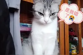 我退休后，在今日头条发文第六天因违规被限流图片